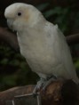 /album/galerie-de-photos-loro-parque-tenerife-canaries-par-s-et-brigitte/photo-005-50-jpg/